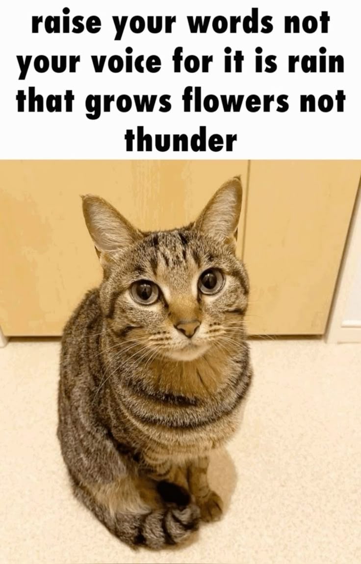 Silly Cat