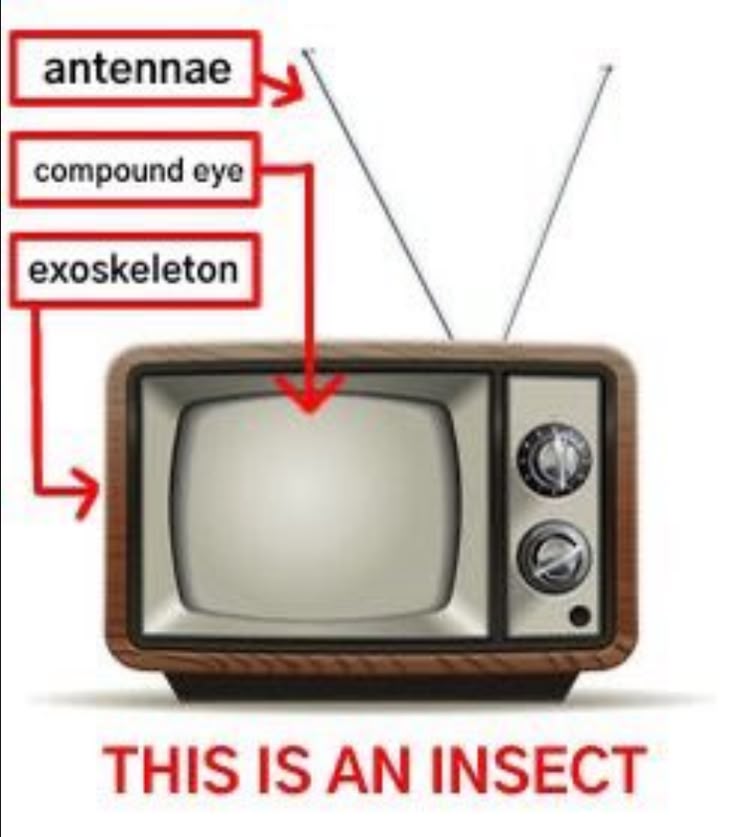 This tv is an insect