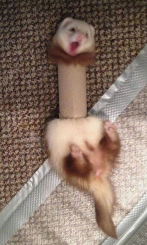 Silly Animal